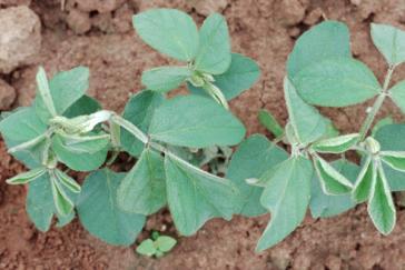 Ratgeber Sojabohnen-Anbau: 10 Tipps, wie die Soja-Aussaat gelingt