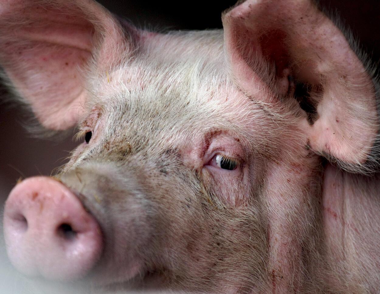 Nach Kritik an Tierwohl: Westfleisch geht in die Offensive