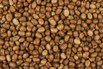 Saatgut kaufen: Neue Sorten für Ackerbohne und Futtererbse