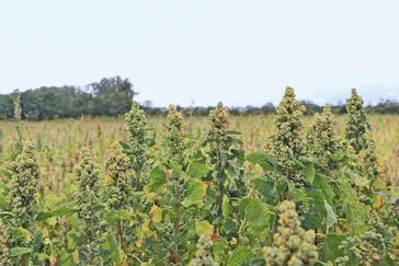 Exot auf dem Acker: Darum baut ein sächsischer Landwirt Quinoa an
