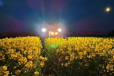 Gelb wie die Sonne - Die schönsten Bilder vom Rapsfeld
