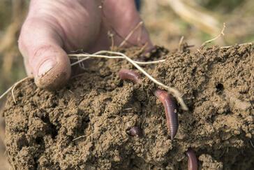 Helfer im Klimawandel: Neun Tipps für mehr Regenwürmer im Ackerboden