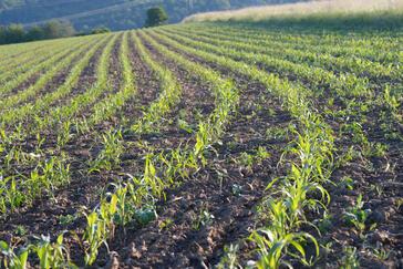 Mais als Zweitfrucht säen: So viele Landwirte planen das dieses Jahr