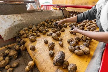 Kartoffelernte: Landwirt findet 10 Kilo Bombe auf Förderband