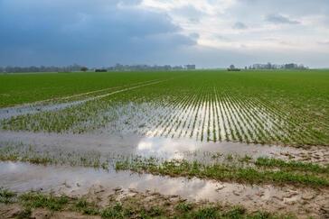 Agrarwetter: Rekordregen im November - ist die Dürre vom Tisch?