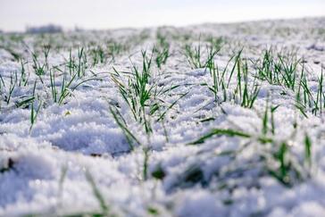 Agrarwetter: Schnee und Frost kommen - bleibt der Boden unbefahrbar?