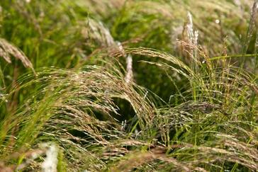 Futtermangel bei Dürre: Dieses Gras kann Futterlücken schließen