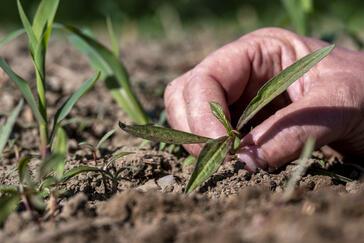Herbizide in Mais verboten: So klappt die Unkrautbekämpfung trotzdem