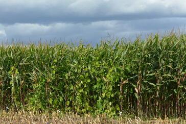Gemenge aus Mais und Bohnen: Landwirte sollten das beim Anbau beachten