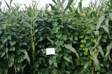 Gemenge aus Mais und Bohnen: Auf diesen Feldern lohnt die Mischung